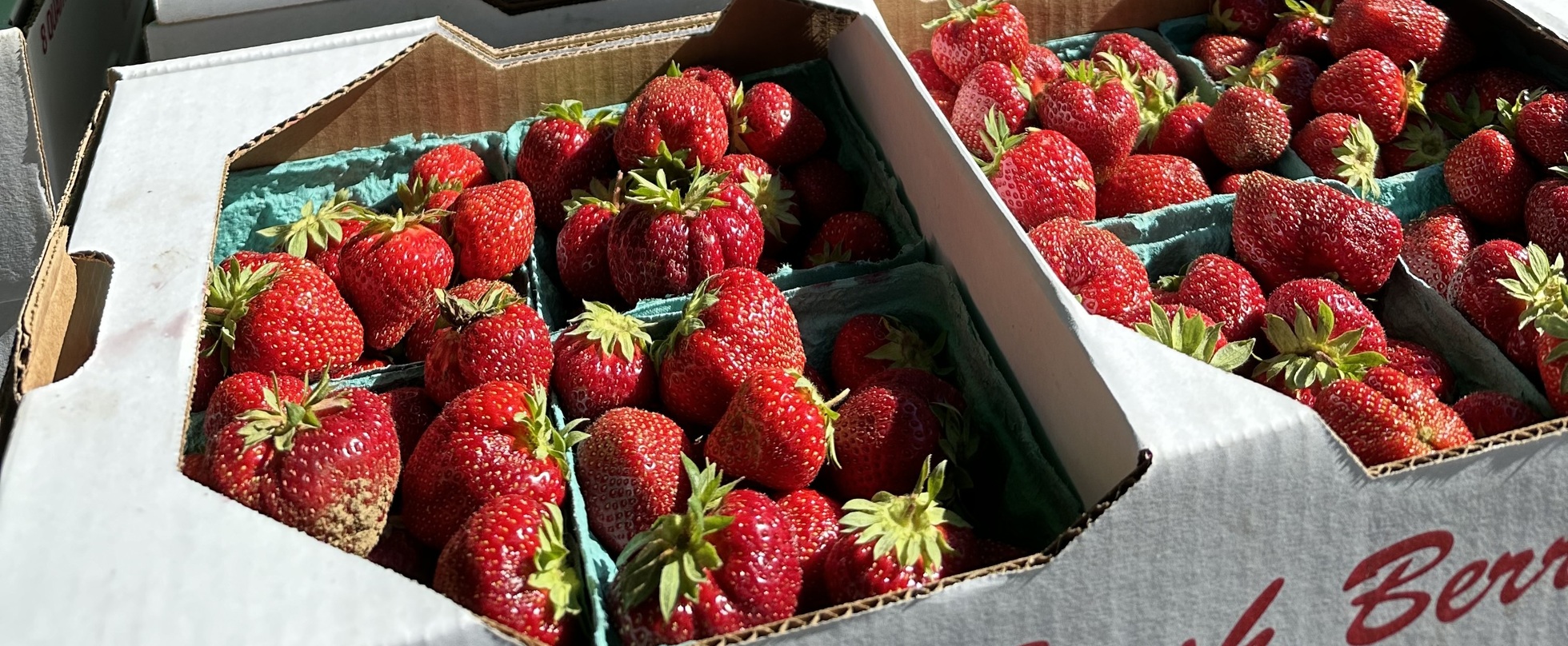 Strawberry Harvest 6/20